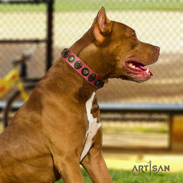 Pitbull easy wearing full grain leather collar for your handsome four-legged friend