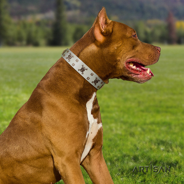 Pitbull daily use full grain natural leather collar for your lovely doggie