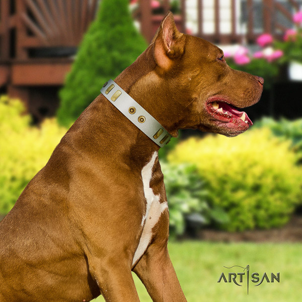 Pitbull comfortable wearing genuine leather collar for your impressive four-legged friend