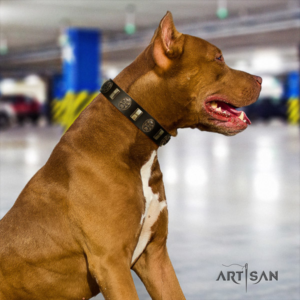 Pitbull stylish walking genuine leather collar for your stylish doggie