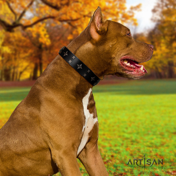 Pitbull walking full grain genuine leather collar for your attractive four-legged friend