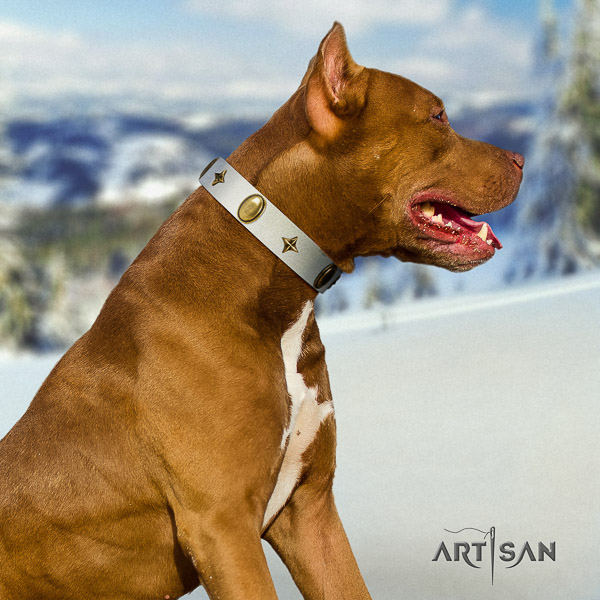 Pitbull daily walking full grain leather collar for your lovely canine