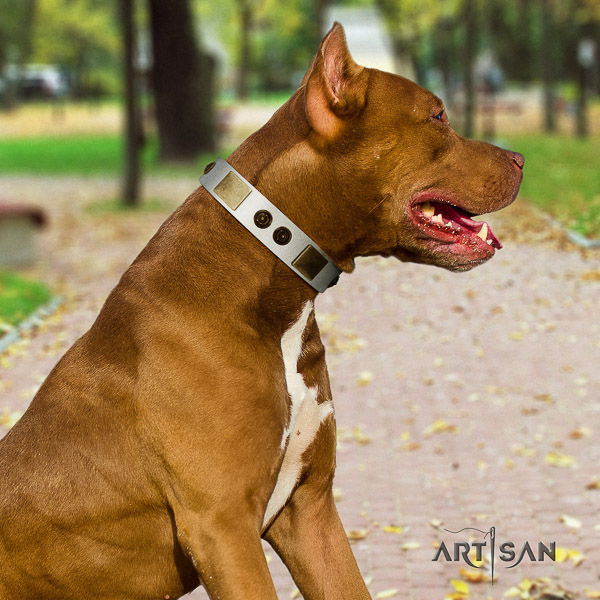 Pitbull everyday walking leather collar for your beautiful doggie