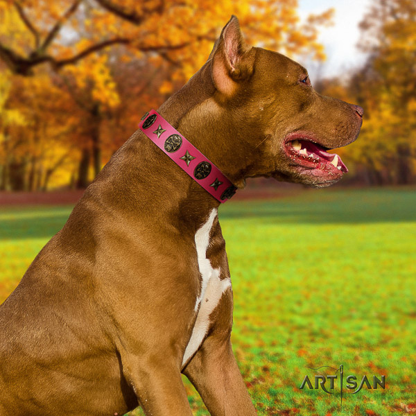 Pitbull basic training full grain genuine leather collar for your impressive canine