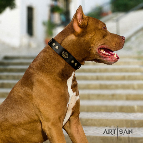 Pitbull top quality full grain leather dog collar with impressive studs