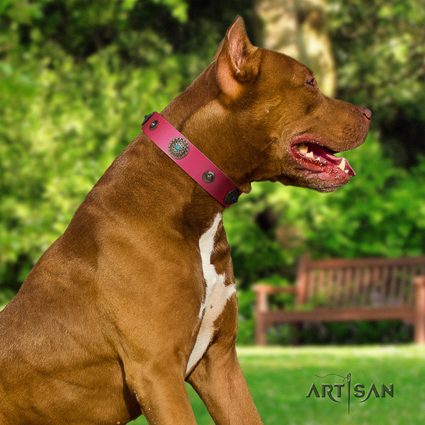 Pitbull comfy wearing natural leather collar for your lovely four-legged friend