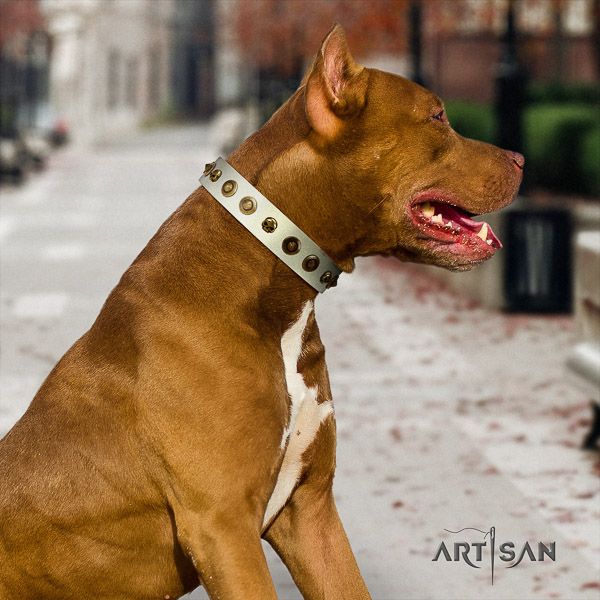 Pitbull daily walking full grain genuine leather collar for your stylish canine