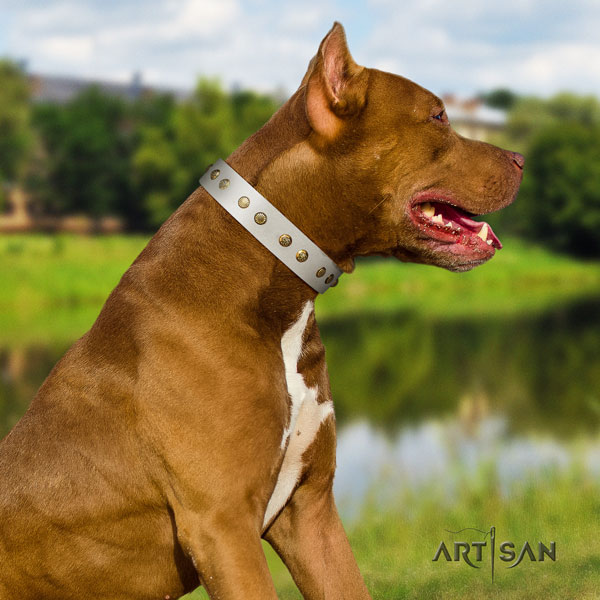 Pitbull easy to adjust genuine leather dog collar with unique studs