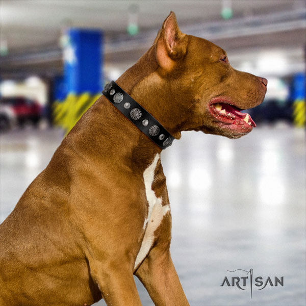 Pitbull perfect fit full grain genuine leather dog collar with amazing studs