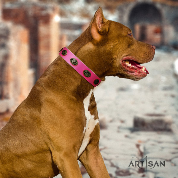 Pitbull easy to adjust full grain natural leather dog collar with fashionable studs