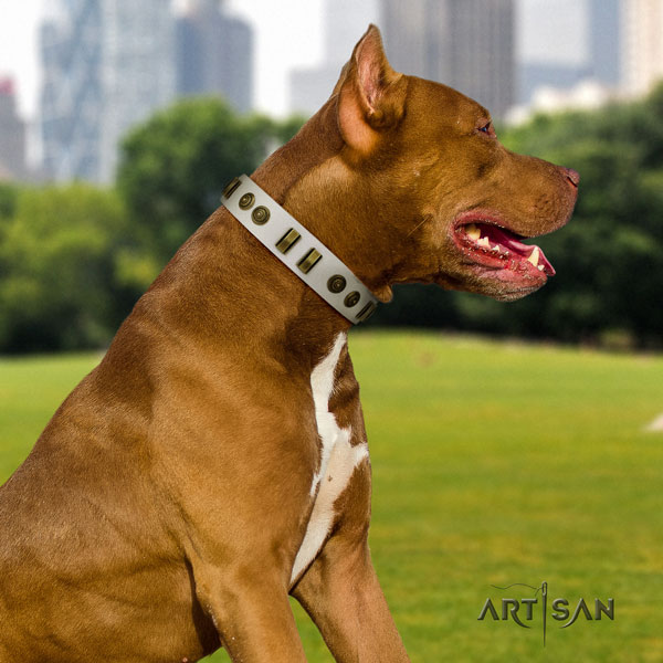 Pitbull convenient full grain genuine leather dog collar with stylish design embellishments