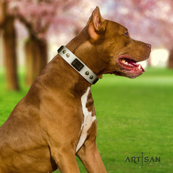 Pitbull handmade full grain natural leather dog collar with remarkable adornments