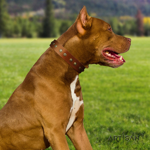 Pitbull handmade full grain natural leather dog collar with exquisite adornments