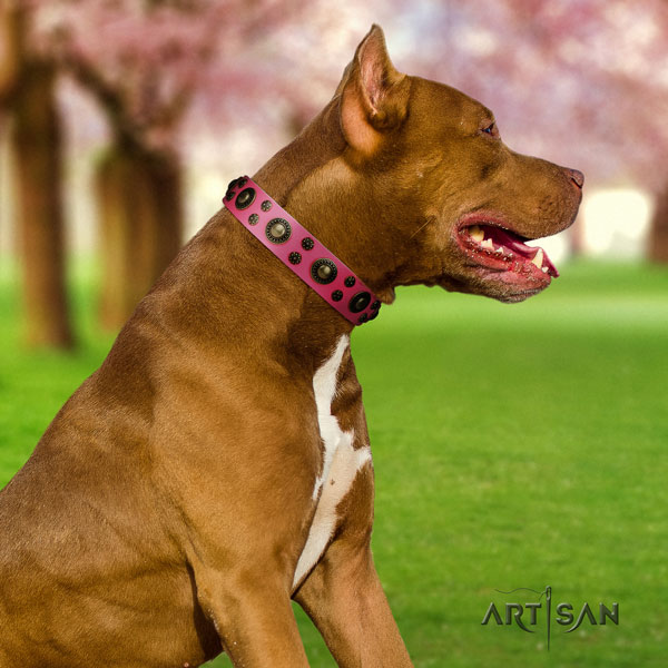 Pitbull easy to adjust genuine leather dog collar with inimitable adornments