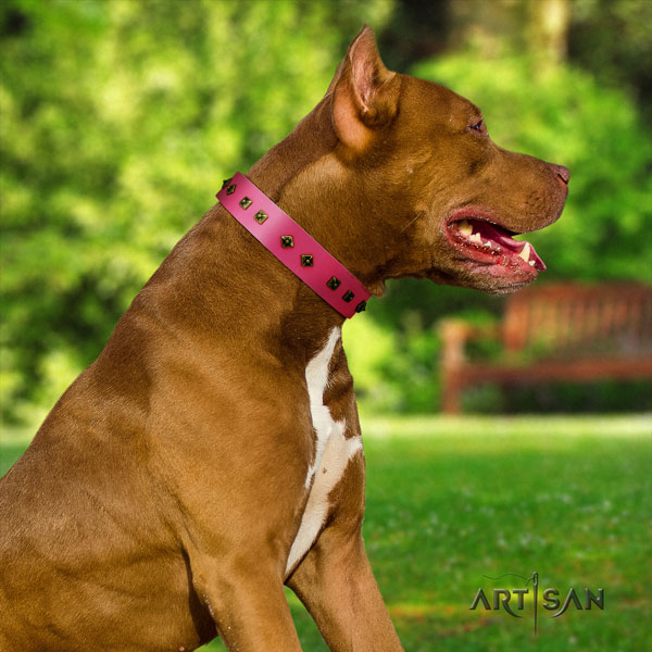 Pitbull handcrafted genuine leather dog collar with trendy adornments