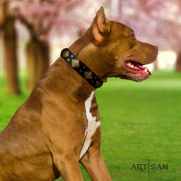 Pitbull fine quality full grain leather dog collar with trendy decorations
