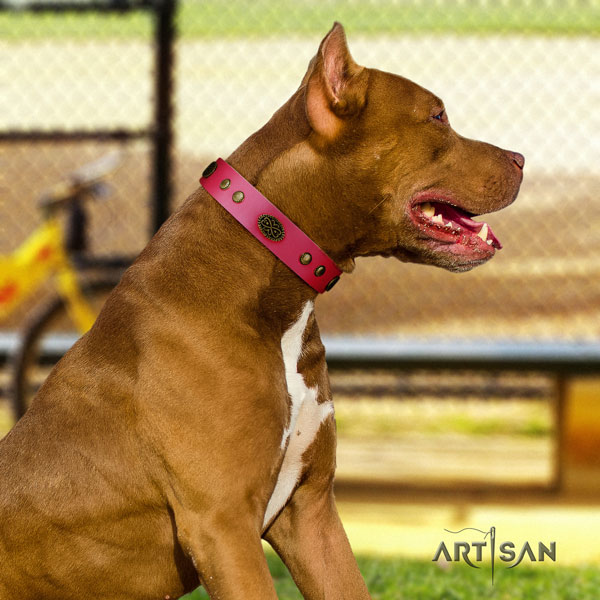 Pitbull handcrafted full grain leather dog collar with inimitable adornments