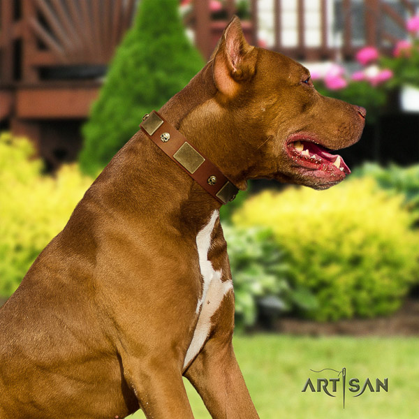 Pitbull everyday walking full grain leather collar for your impressive doggie