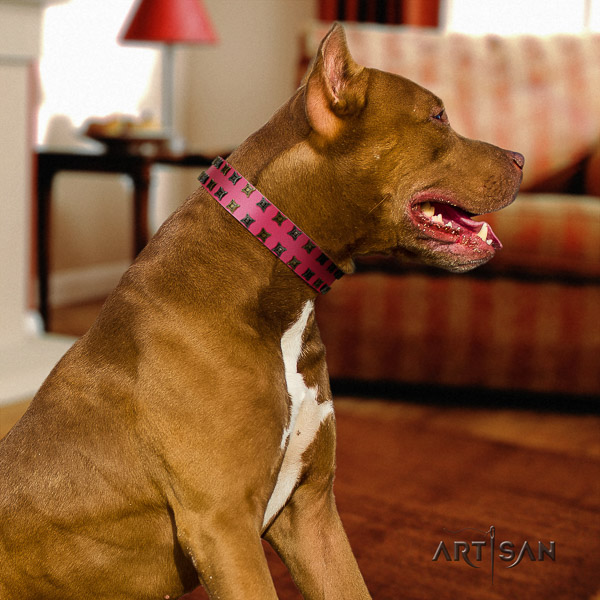 Pitbull handy use full grain leather collar for your beautiful four-legged friend