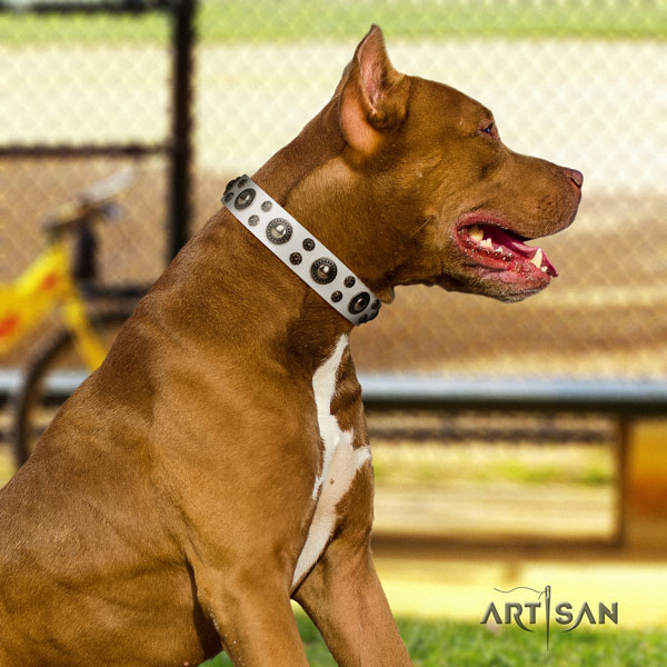 Pitbull top quality genuine leather dog collar with exquisite adornments