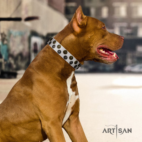 Pitbull handmade full grain natural leather dog collar with exceptional decorations