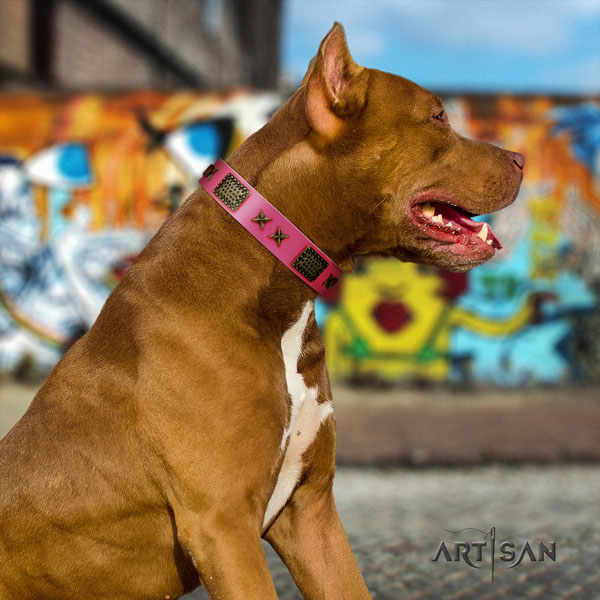 Pitbull best quality full grain leather dog collar with significant embellishments