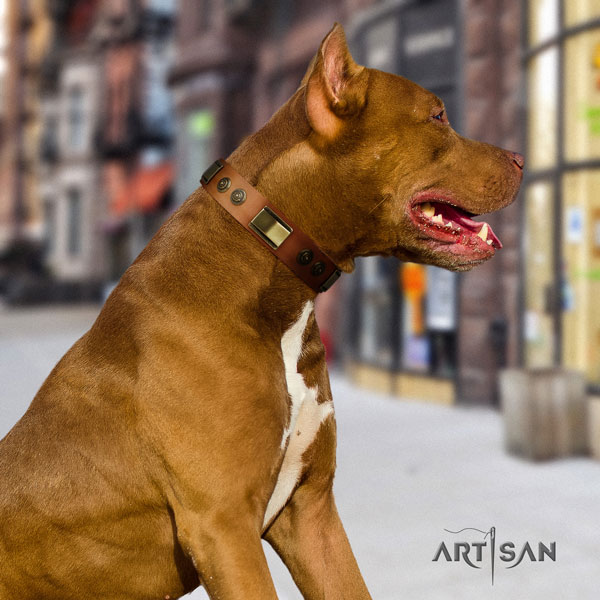 Pitbull convenient full grain genuine leather dog collar with remarkable decorations