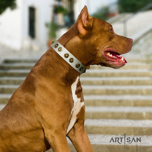 Pitbull everyday use leather collar for your impressive canine
