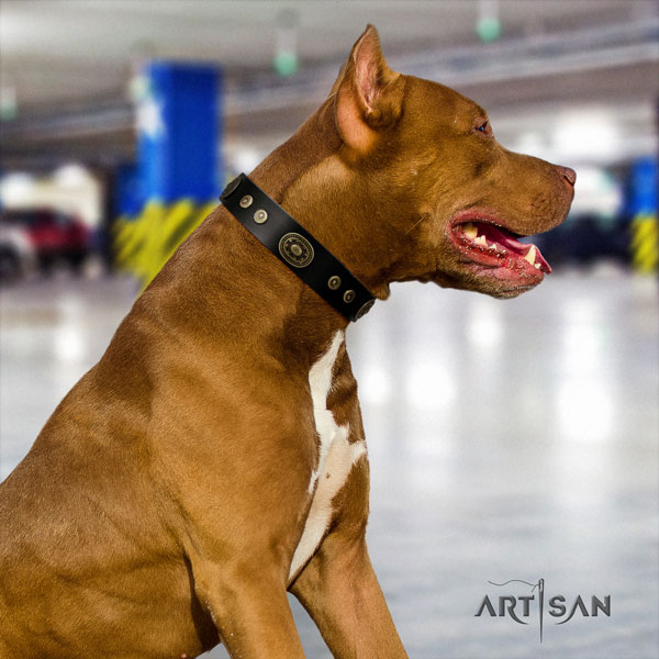 Pitbull handcrafted natural genuine leather dog collar with designer decorations