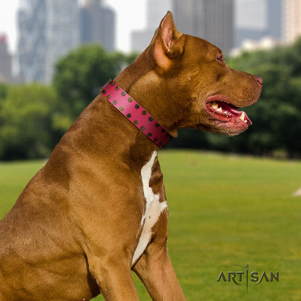 Pitbull daily walking natural leather collar for your stylish dog