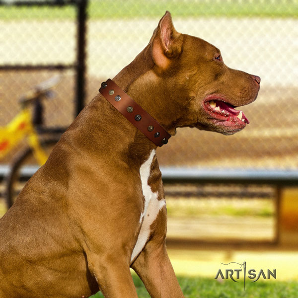 Pitbull fine quality natural genuine leather dog collar with impressive studs