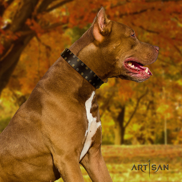 Pitbull walking full grain leather collar for your beautiful four-legged friend