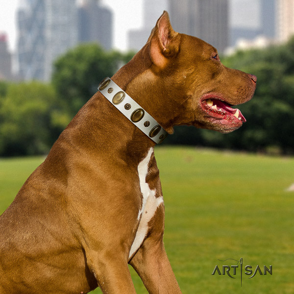 Pitbull comfortable wearing full grain genuine leather collar for your stylish four-legged friend