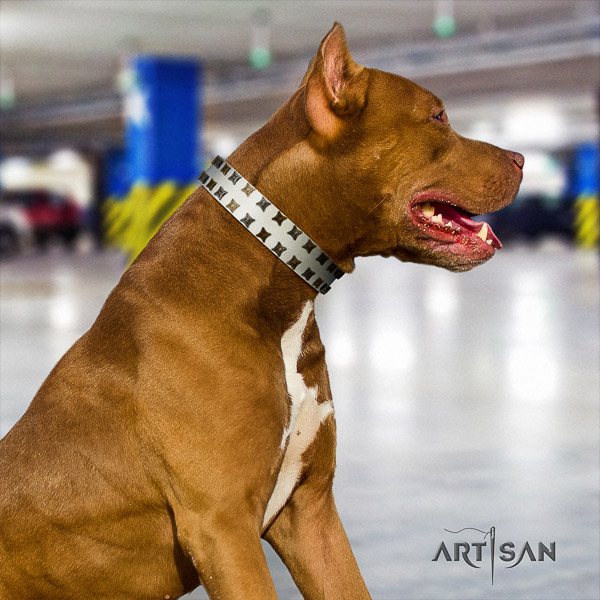 Pitbull walking full grain natural leather collar for your handsome four-legged friend