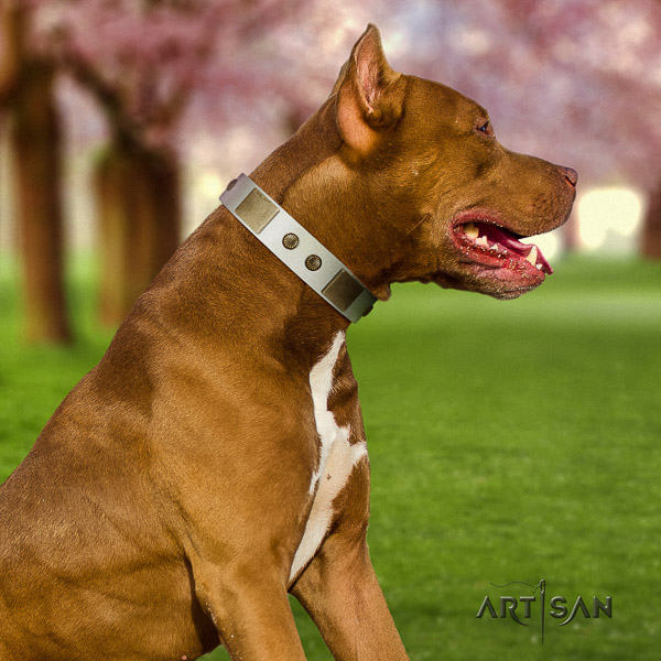 Pitbull comfortable wearing genuine leather collar for your lovely doggie
