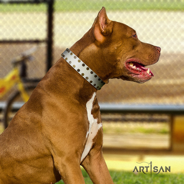 Pitbull daily walking full grain natural leather collar for your handsome doggie