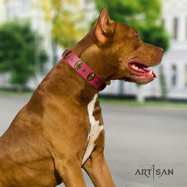 Pitbull basic training leather collar for your impressive dog