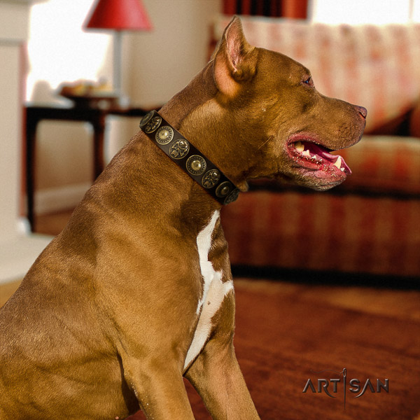 Pitbull walking full grain leather collar for your beautiful pet