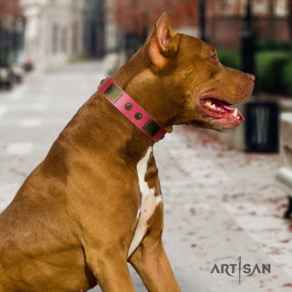 Pitbull easy wearing full grain leather collar for your attractive dog