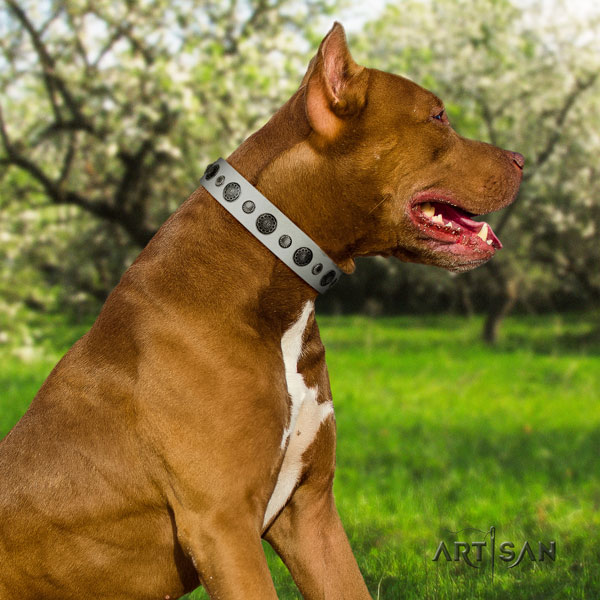 Pitbull easy wearing natural genuine leather dog collar with extraordinary adornments