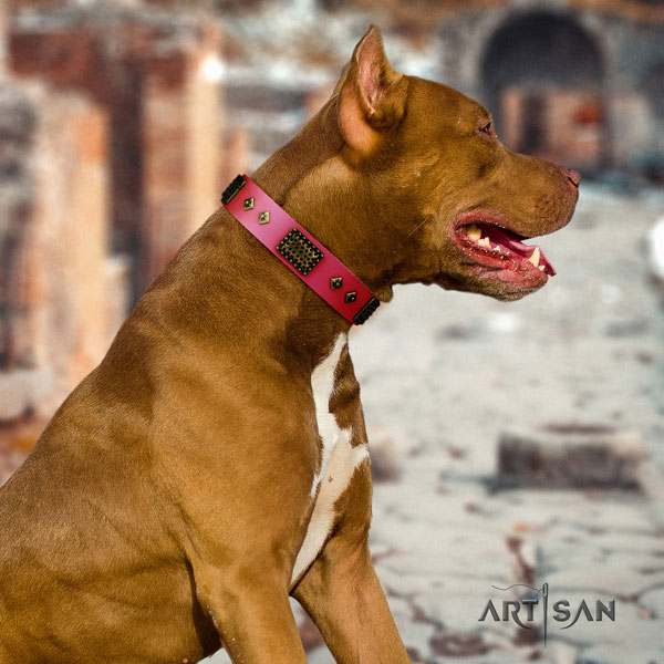 Pitbull convenient full grain leather dog collar with fashionable studs