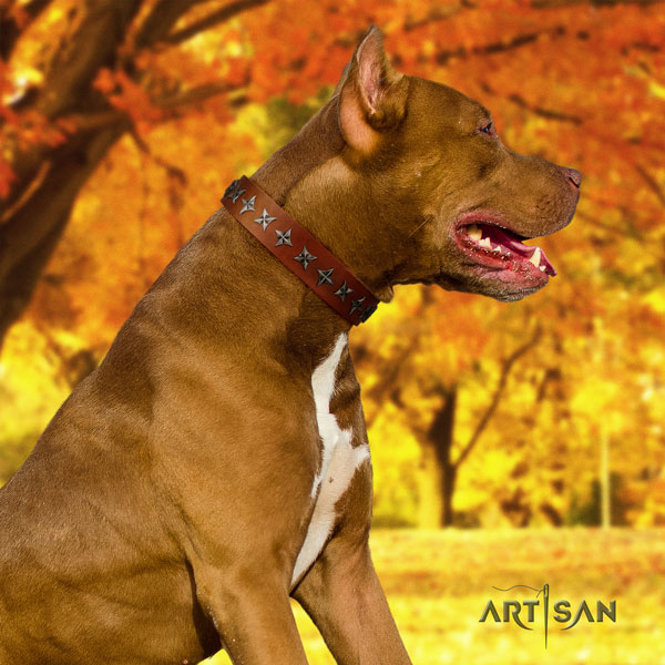 Pitbull fine quality genuine leather dog collar with fashionable studs