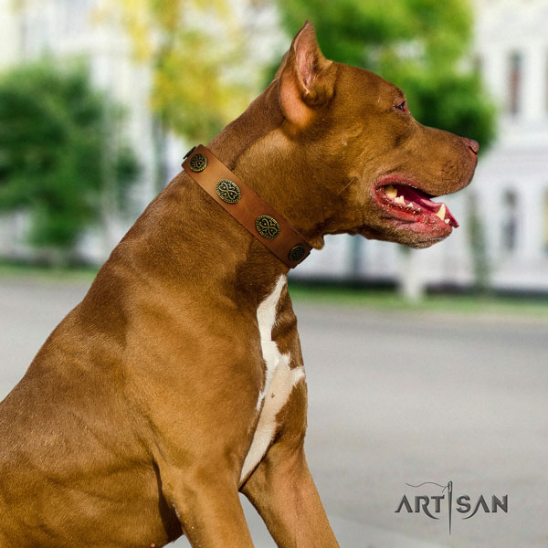 Pitbull fine quality full grain natural leather dog collar with designer decorations