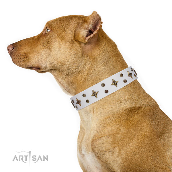Pitbull full grain leather collar with rust resistant fittings for daily walking