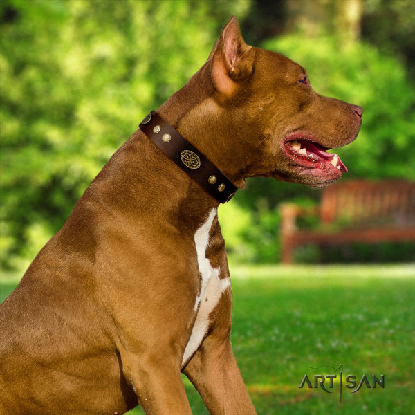 Pitbull adjustable natural genuine leather dog collar with awesome adornments
