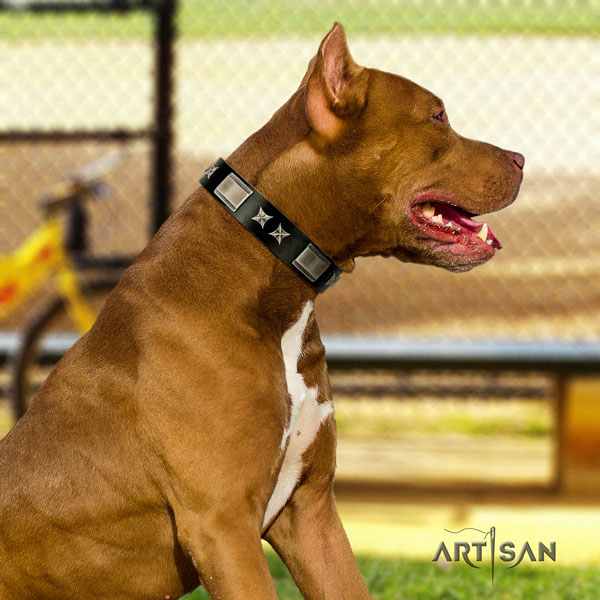 Pitbull fine quality full grain leather dog collar with extraordinary adornments