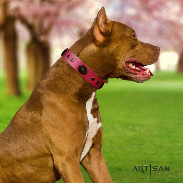 Pitbull fine quality full grain leather dog collar with unique adornments