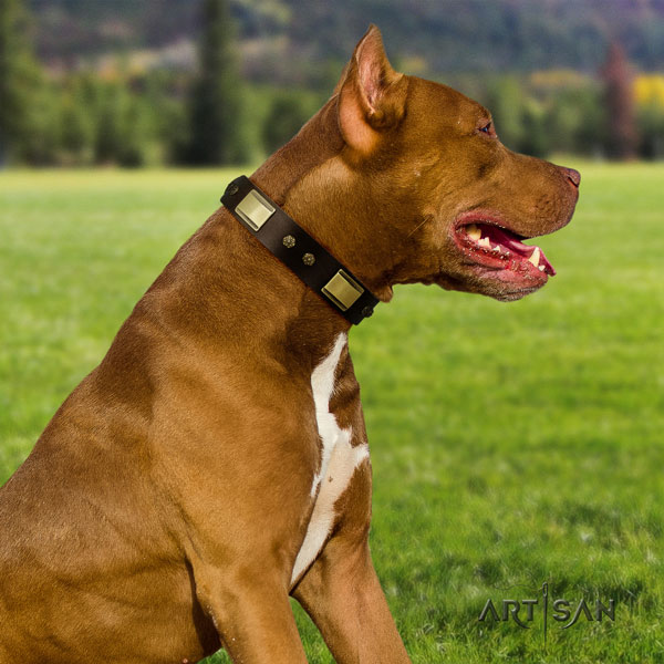 Pitbull adjustable full grain leather dog collar with exceptional studs