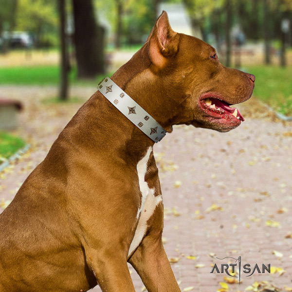 Pitbull comfy wearing natural leather collar for your handsome canine