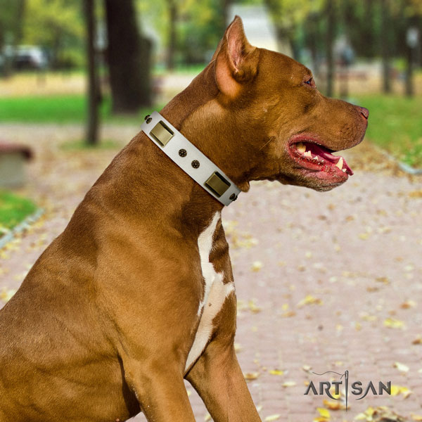 Pitbull comfortable genuine leather dog collar with fashionable studs